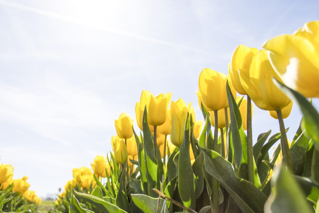 yellow daffodils